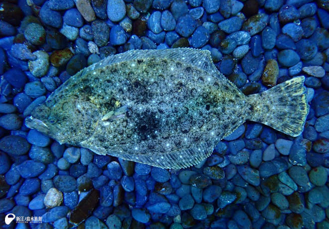 きょう撮影したヒラメ