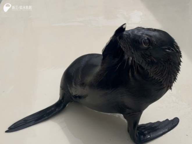 ミナミアメリカオットセイ「アトム」