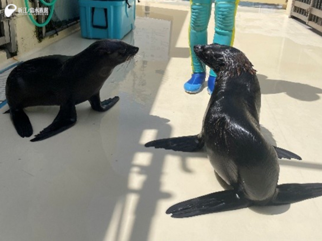 「アトム」と「ライム」