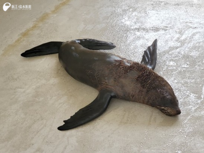 「ライム」の母、「ライラ」