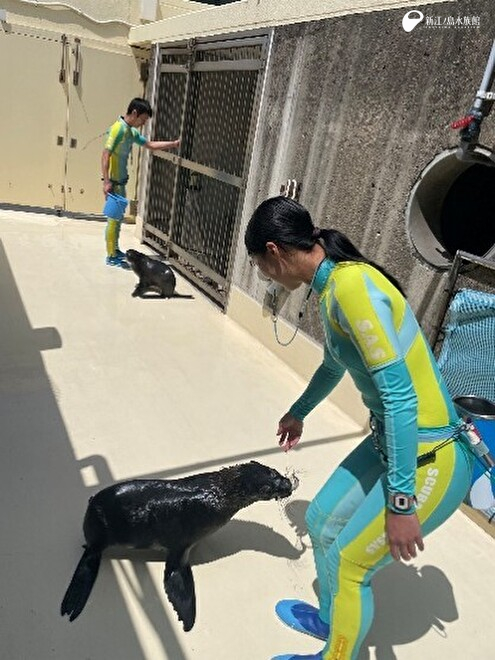 奥：「ライム」　手前：「アトム」