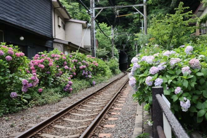 極楽寺トンネル・紫陽花側