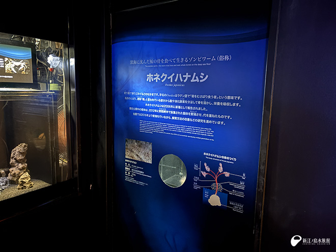 深海Ⅰの展示