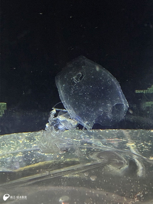 タルの外にいるオオタルマワシ