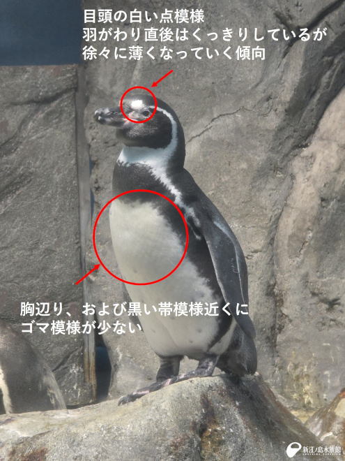 「ナギ」換羽後