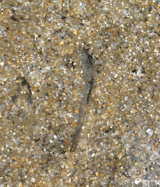 隠れるミナミトビハゼ