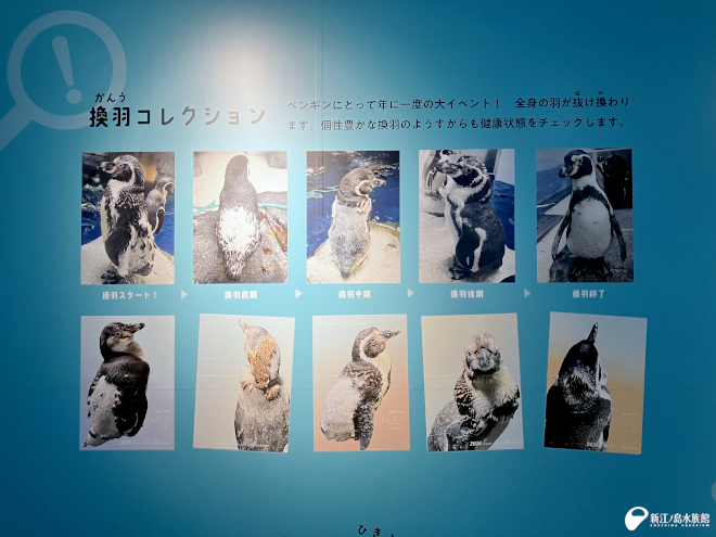 換羽コレクション