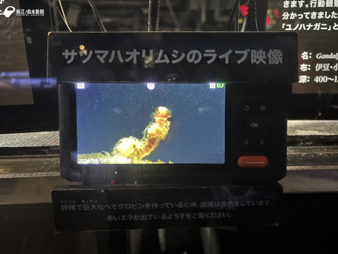 ファイバースコープ
