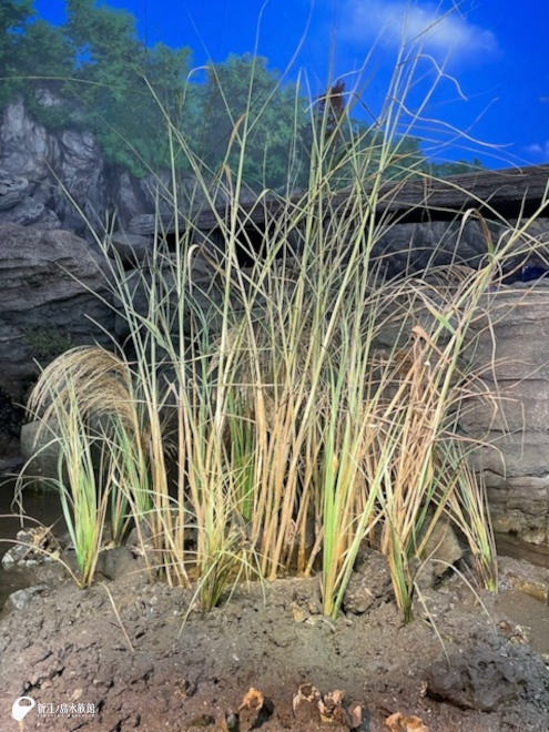 以前の葦枯れる