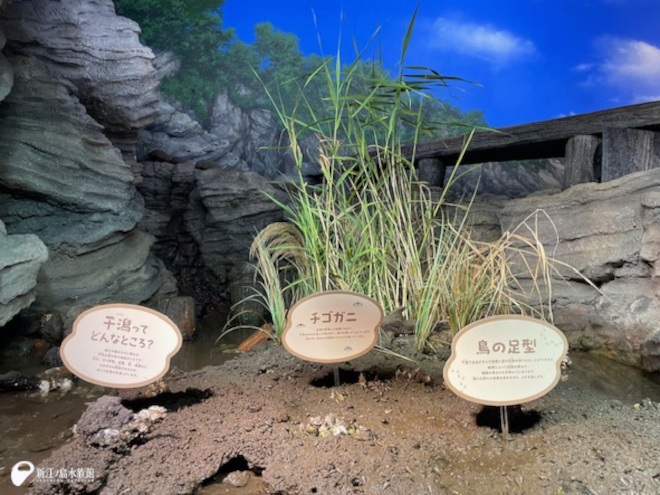 今の葦植えたて