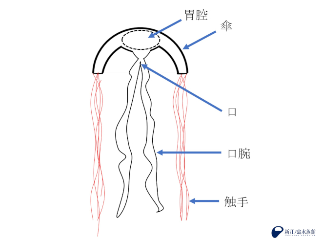 アカクラゲの体のつくり