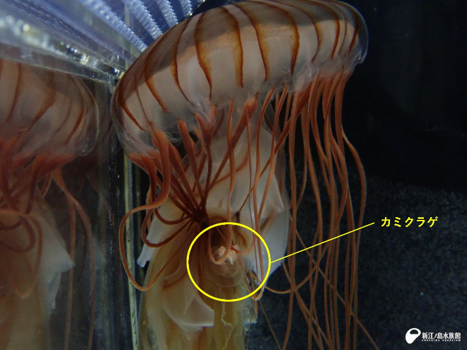 アカクラゲにカミクラゲを与えると… （霜鳥撮影：東京海洋大学在学時）