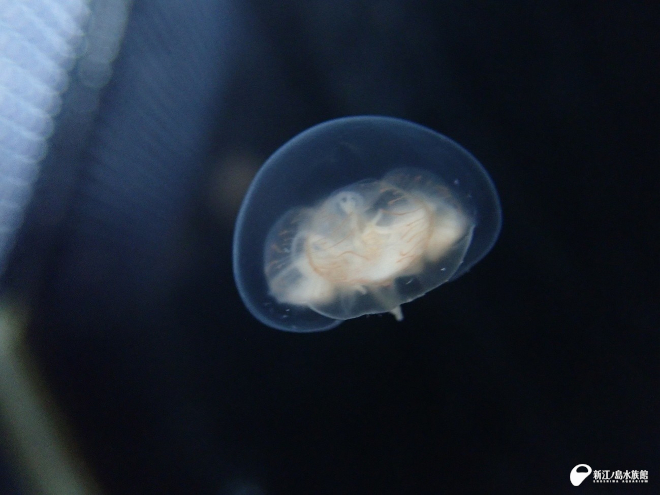 触手を内側に巻き込むカミクラゲ （霜鳥撮影：東京海洋大学在学時）