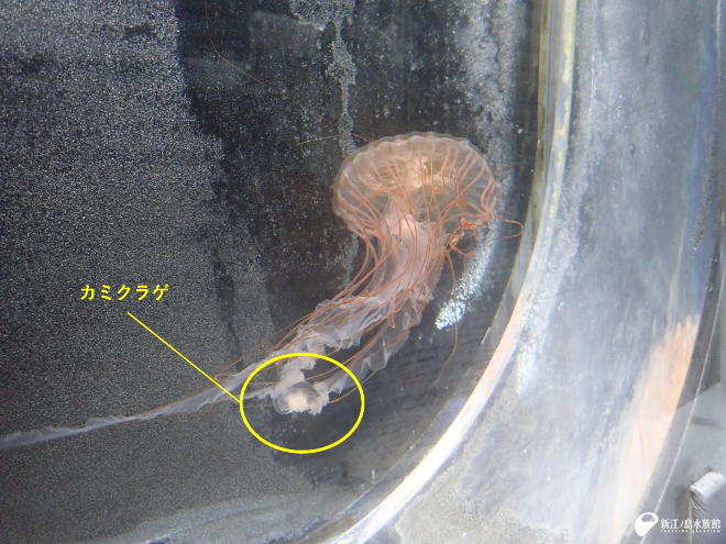 アカクラゲがカミクラゲを離すようす （霜鳥撮影：東京海洋大学在学時）