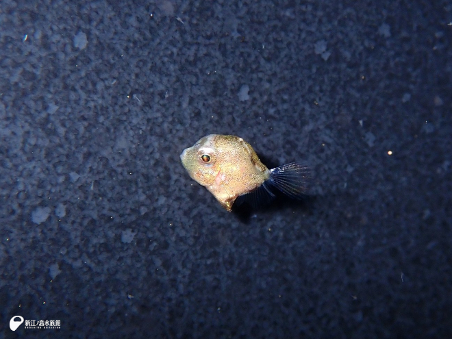 アミメハギの赤ちゃん（全長約 1 cm）