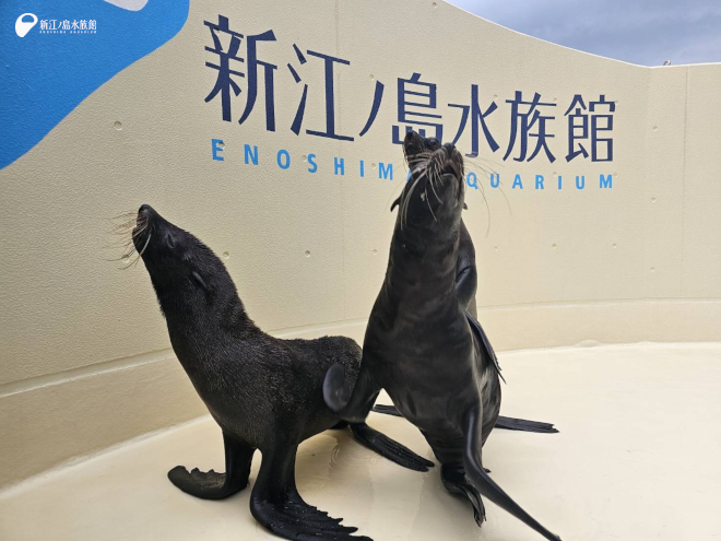 崩壊