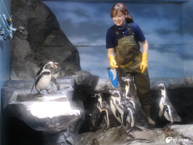「たべたいむ～ペンギン～」のようす