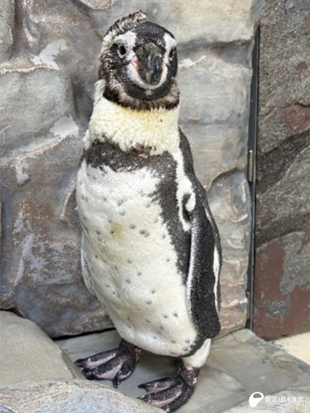 こちらは換羽中のフンボルトペンギン「ウメ」2026年8月撮影