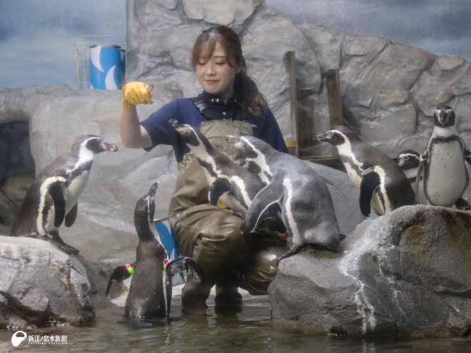 普段の「たべたいむ～ペンギン～」のようす