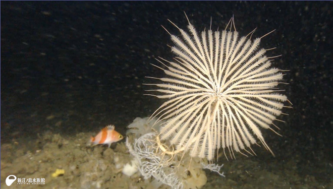 トリノアシとアズマハナダイ　江の島沖　水深131ｍ