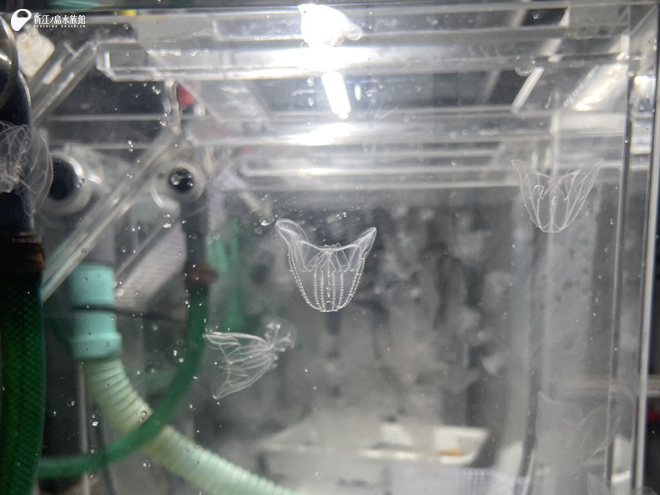 孵化後 約 6週のカブトクラゲ
