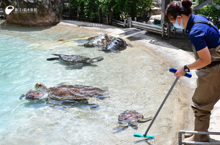 ウミガメの浜辺 新江ノ島水族館