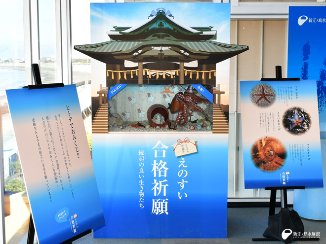 えのすい合格祈願水槽 イベント 新江ノ島水族館