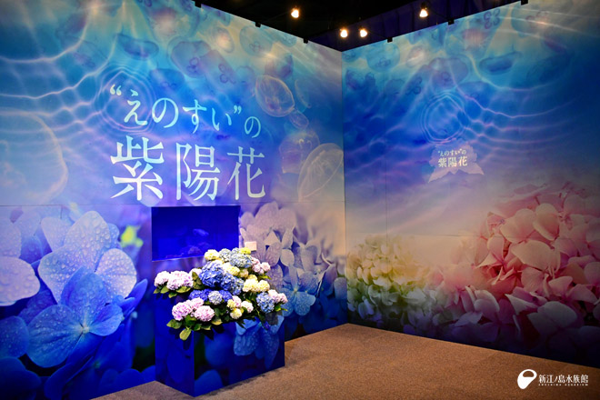 紫陽花とクラゲの特別展示
