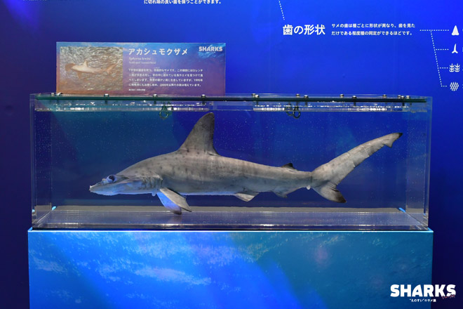 アカシュモクザメ