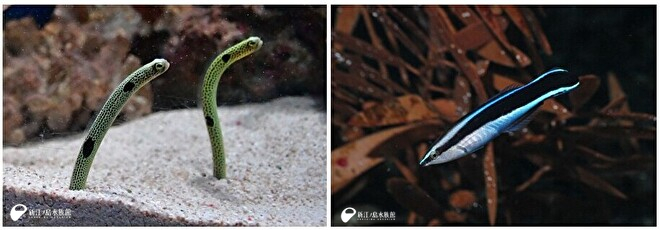 （左）まるで水中に刺さるペグ／（右）粘液で膜（寝袋）をつくりその中に入って寝る 「ホンソメワケベラ」
