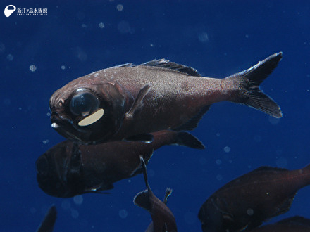 タイムスケジュール | 新江ノ島水族館