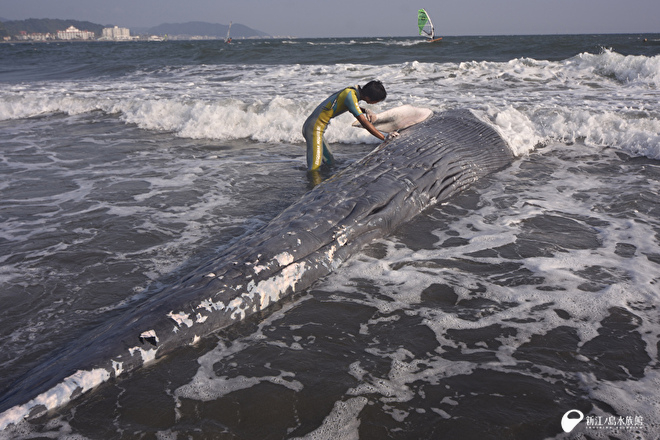 2018 年8 月神奈川県鎌倉市坂ノ下 シロナガスクジラストランディング調査