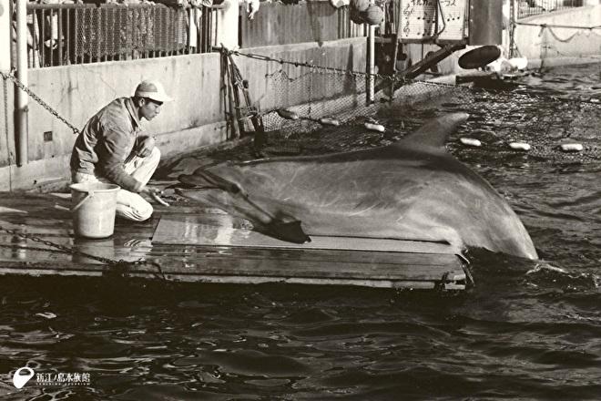 1963 年 旧・江の島水族館 2 号館 江の島マリンランド