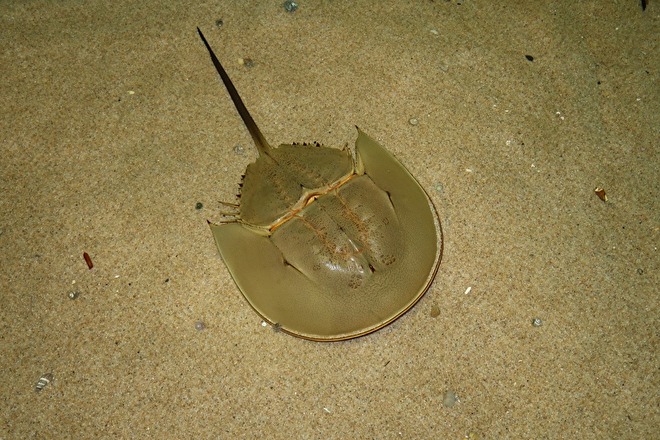 カブトガニ（提供：下関市立しものせき水族館「海響館」）