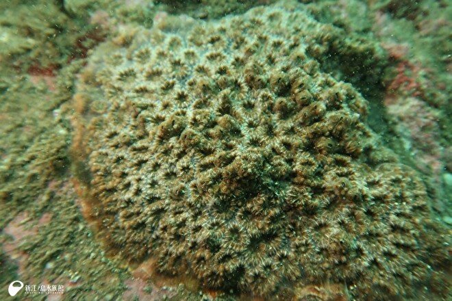 江の島潜水生物調査で確認したキクメイシモドキ