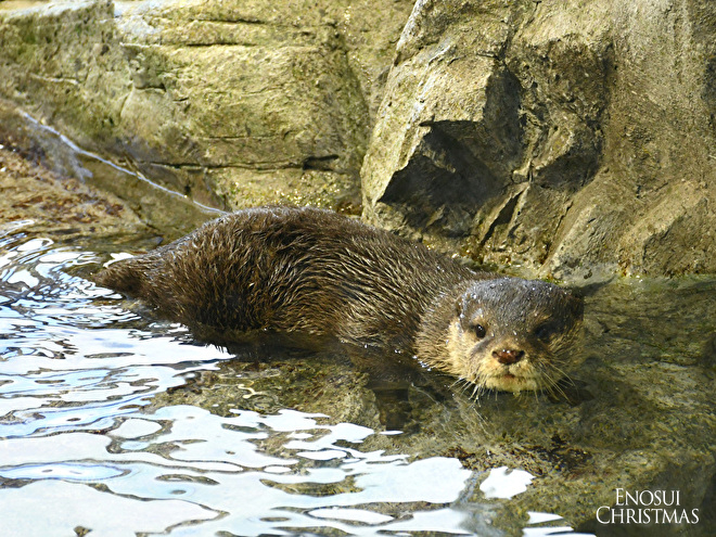 コツメカワウソ