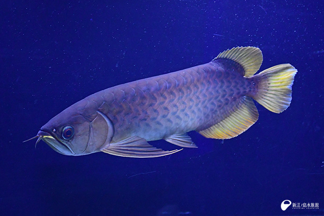 アジアアロワナ バンジャールレッド