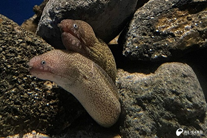 アワウツボ