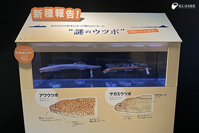 アワウツボ、サガミウツボの標本展示