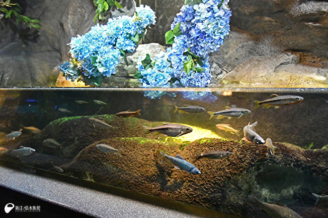 川魚のジャンプ水槽