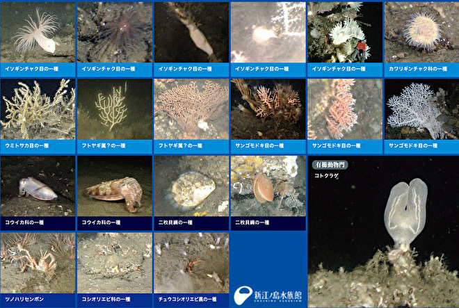 江の島沖大陸斜面域で確認できた生き物