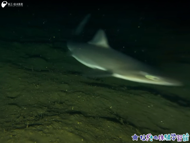 水深143.4 m　水温16℃ 水中ドローンで撮影したフトツノザメ
