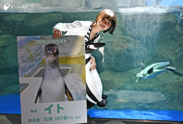 命名者の 佐藤 ほの香さんとフンボルトペンギン「イト」