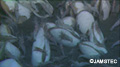 シロウリガイの一種とオハラエビ　(C)JAMSTEC