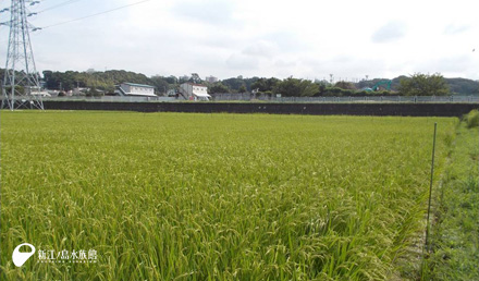 神奈川県南部某所の水田地帯