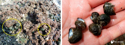 ピリヒバの隙間にいるスガイの貝殻にはカイゴロモがもっふもふ。