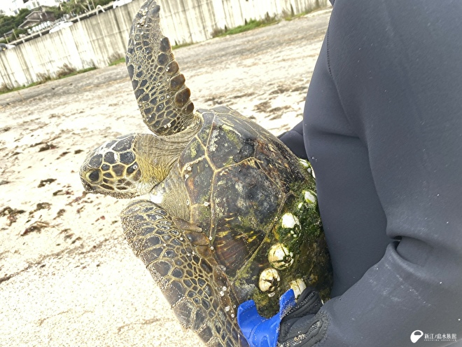 生存漂着したアオウミガメ