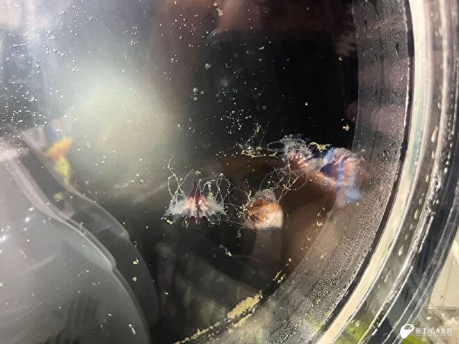 （写真9）クロカムリクラゲ
