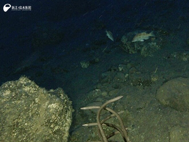 昭和硫黄島沖　156m　海底が砂地から岩場に変化　キツネダイ