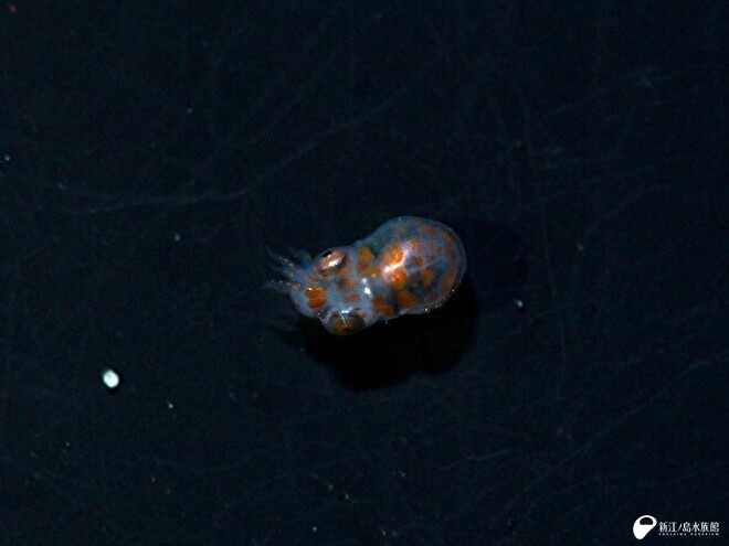 タコの仲間の幼生　全長約 4mm